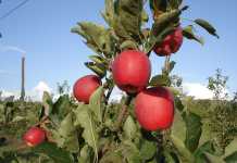 no-chill-variety-apples