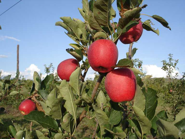 New low-chill apple varieties
