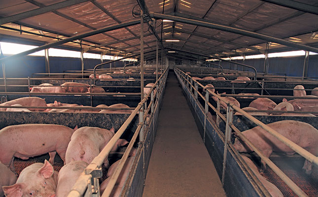 How whey can cut the cost of pig feed