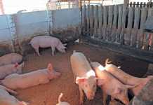 pig housing