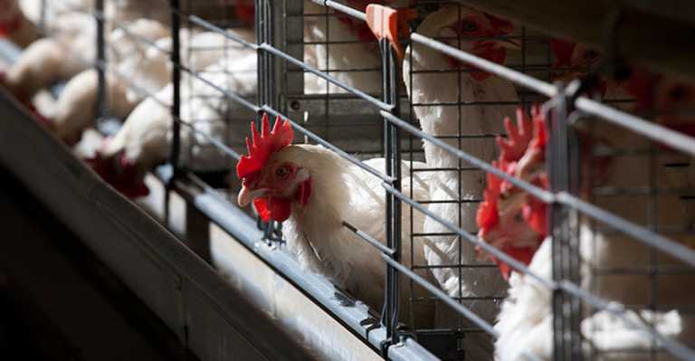 SA imports less poultry from the US than expected