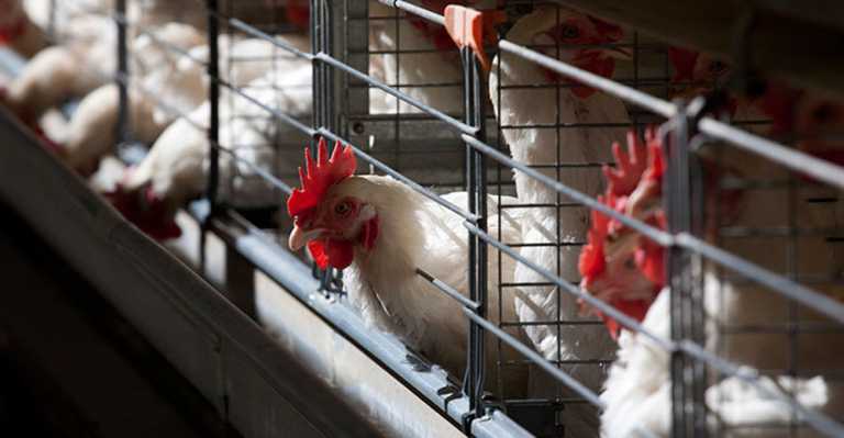 SA imports less poultry from the US than expected SA imports less poultry from the US than expected