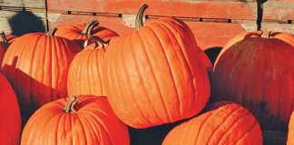 pumpkin-is-a-cucurbit