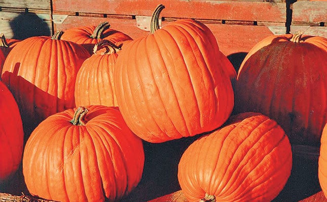 Guidelines for growing cucurbits Guidelines for growing cucurbits