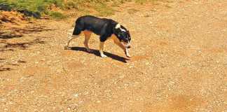 rabies-stray-dog