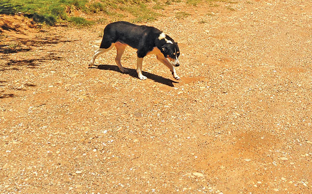 Intensified rabies vaccination campaign in Krugersdorp