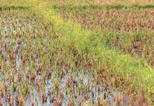 rice-production-in-ghana