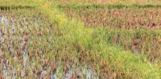 rice-production-in-ghana