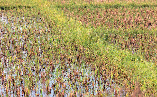 Ghana’s rice industry needs investment Ghana’s rice industry needs investment