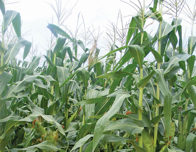 SA could become a net exporter of maize in 2017