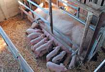 Sow and piglets