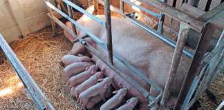 Sow and piglets