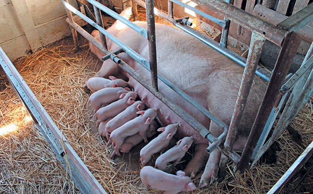 Sow and piglets