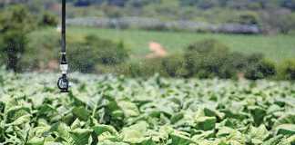 tobacco-production
