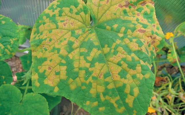 A list of cucurbit pests and diseases A list of cucurbit pests and diseases