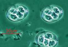 Eimeria-species-stress-in-animals