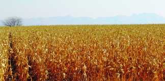 Grain field