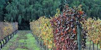 Grapevine-leaf-roll-disease