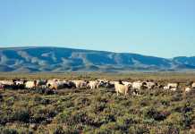 How-to-be-a-good-stockman