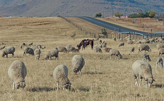 Incentivising locals ensures livestock project’s success Incentivising locals ensures livestock project’s success