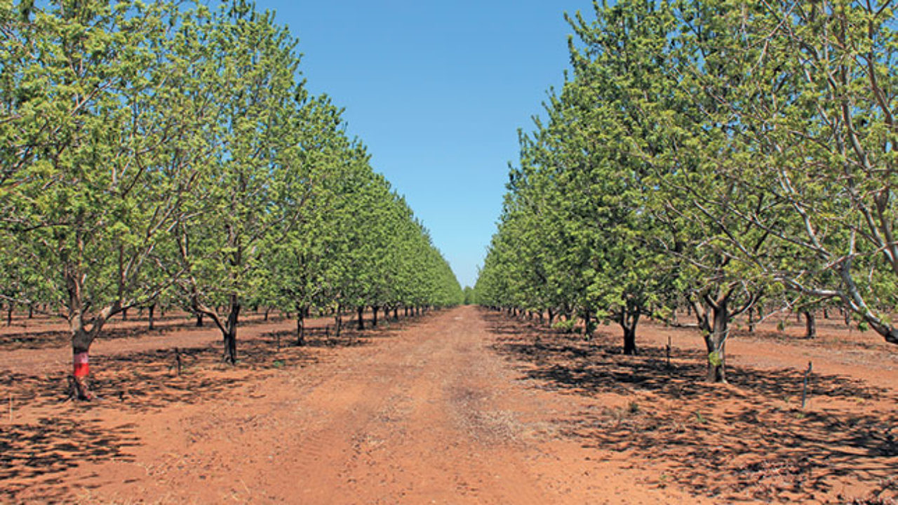 Pecan Tree Spacing Chart