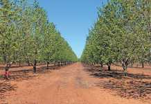 pecan-nut-production