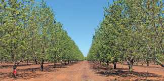 pecan-nut-production