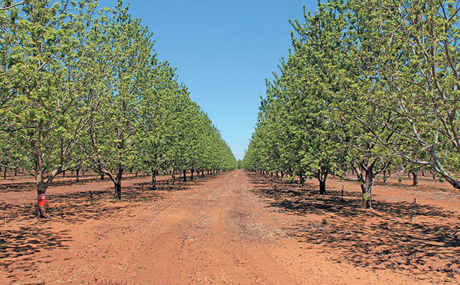 Pecan nut profits: well worth the wait! Pecan nut profits: well worth the wait!