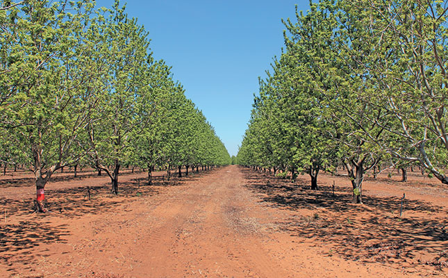 Pecan nut profits: well worth the wait!