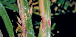 purple-blotch-onion-disease