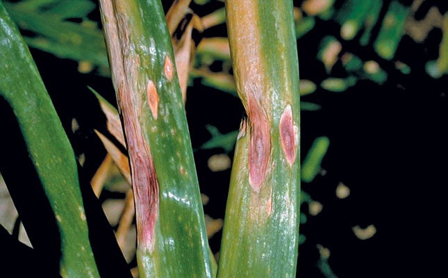 Common onion diseases to watch out for Common onion diseases to watch out for