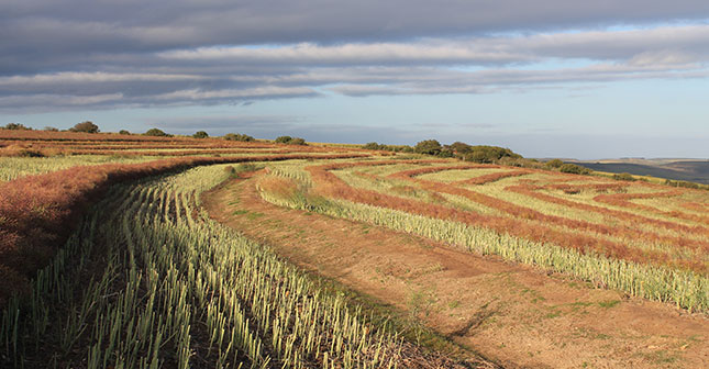 Make Africa the breadbasket of the world – Zokwana Make Africa the breadbasket of the world – Zokwana