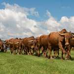 Sandstone–oxen