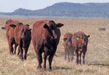 Santa-Gertrudis-beef-cattle
