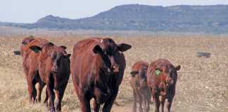 Santa-Gertrudis-beef-cattle