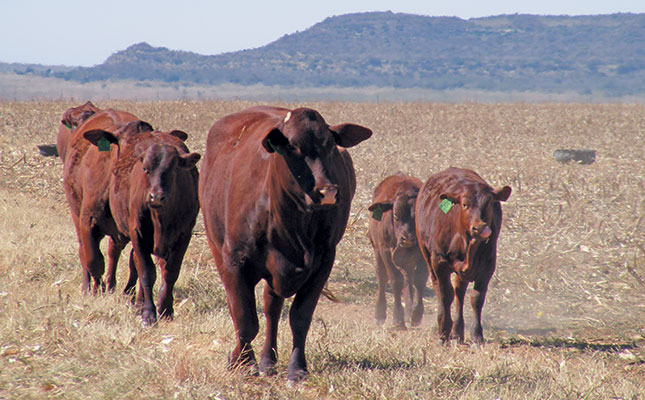 Santa Gertrudis: top-quality beef with minimal inputs