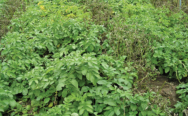 New blight-resistant potato for the UK