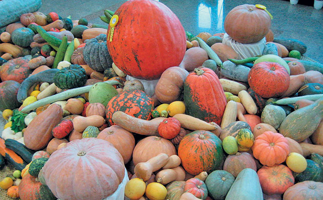 Cultivating cucurbits Cultivating cucurbits