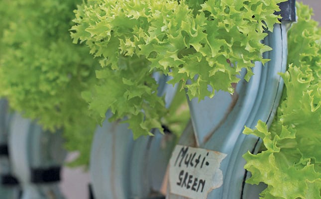 A naturally potent biocide A naturally potent biocide