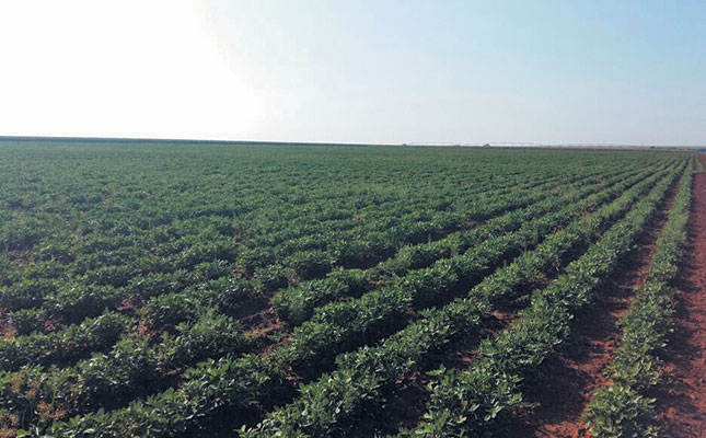 Groundnut production: challenging but profitable Groundnut production: challenging but profitable