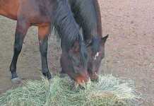 livestock-feed-and-horses