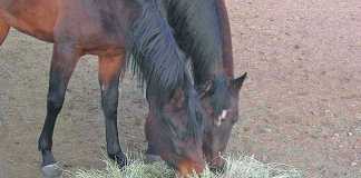 livestock-feed-and-horses