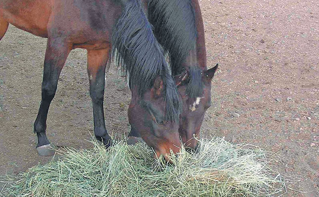 Tips for producing low cost livestock feed