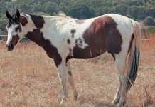 paint-horse