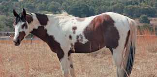 paint-horse