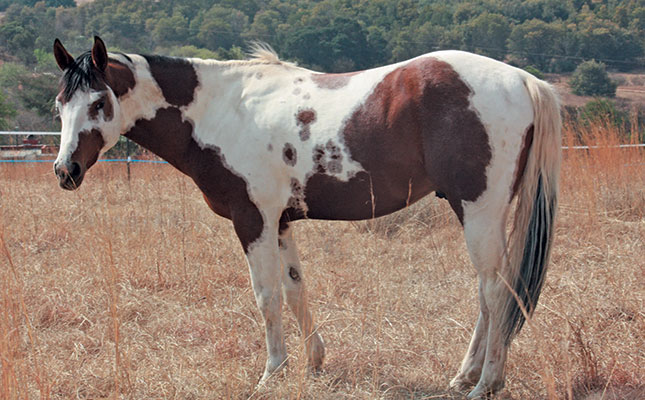 Paint, pinto or piebald?