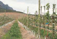 rootstock-evaluation