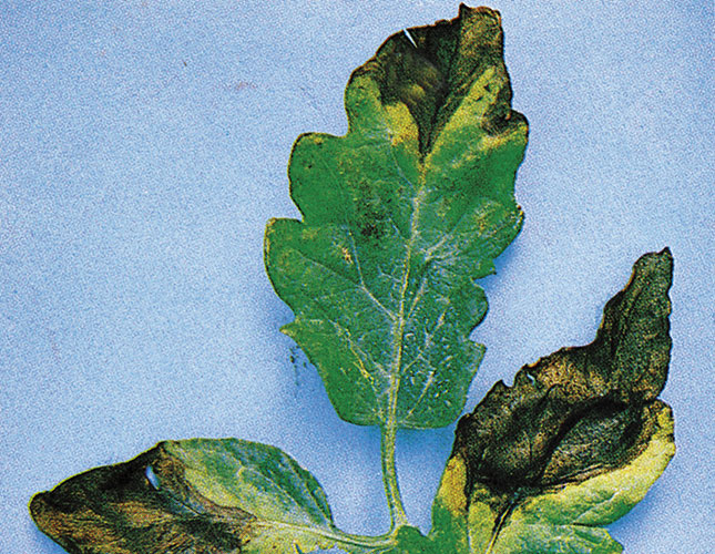 Tomato leaf miner spreads to Western Cape Tomato leaf miner spreads to Western Cape
