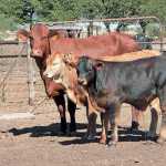 twinning-in-cattle-2