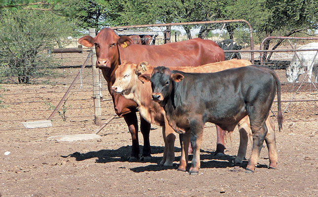 Twinning in cattle: benefits vs cost Twinning in cattle: benefits vs cost
